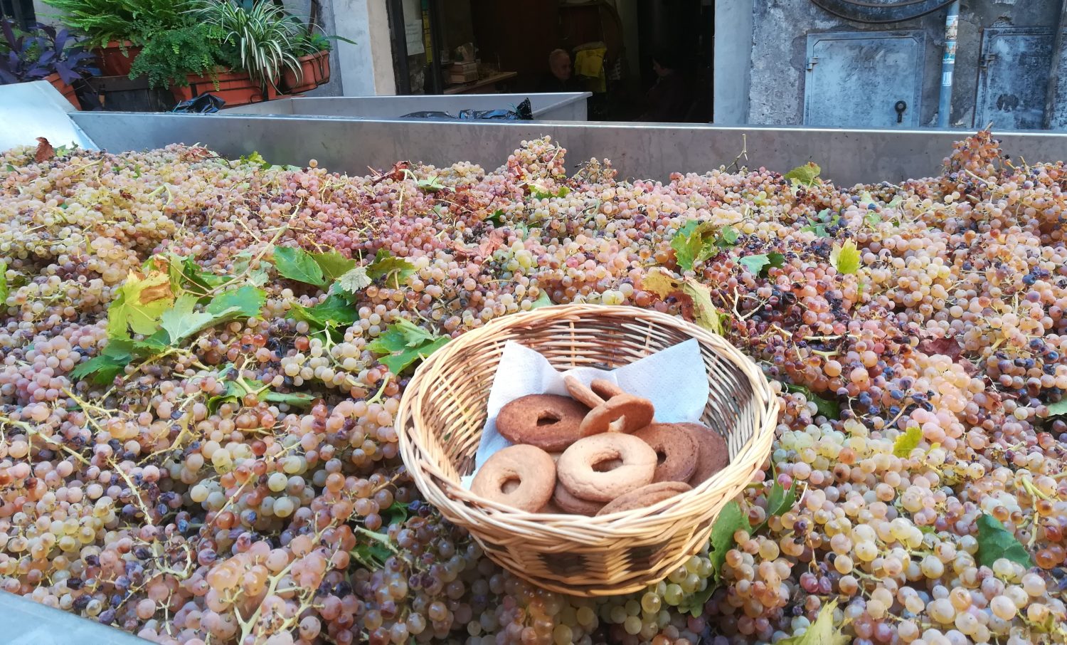 grape harvest and ciambelle al vino