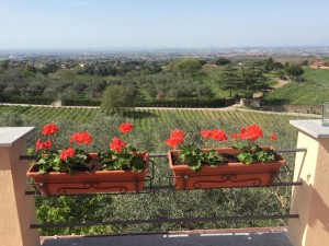 Minardi-Winery-Rome Panorama   
