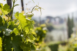 Minardi Frascati vineyard 2 